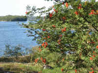 ΥΓΕΙΑ ΖΩΔΙΑ